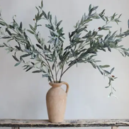 Olive Branch, Real Touch